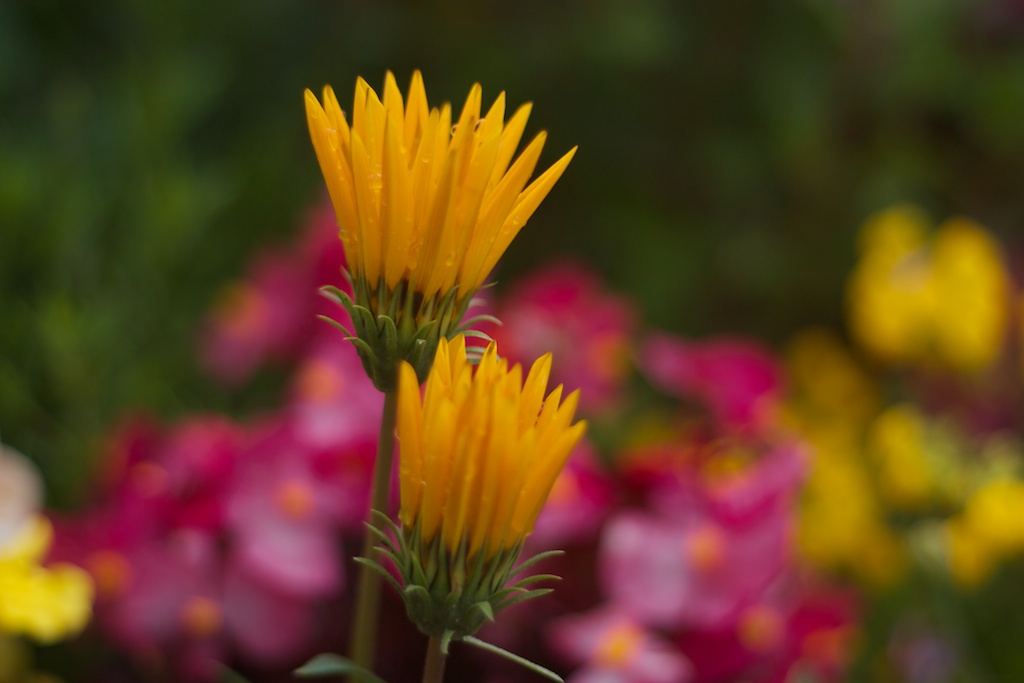 Awakening Daisies
